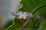 Blue glassy tiger