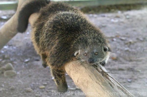 Bornean binturong