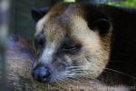 Masked palm civet