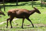 Bornean sambar deer