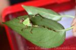 Malaysian leaf katydid