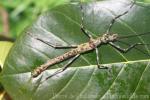 Hieroglyph stick-insect