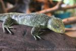 Solomon islands skink