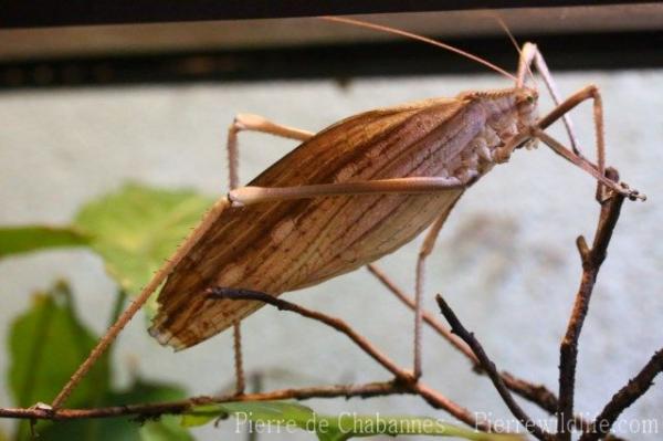 Malaysian giant katydid