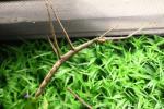 Sumatran stick-insect