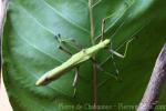 Yellow umbrella stick-insect