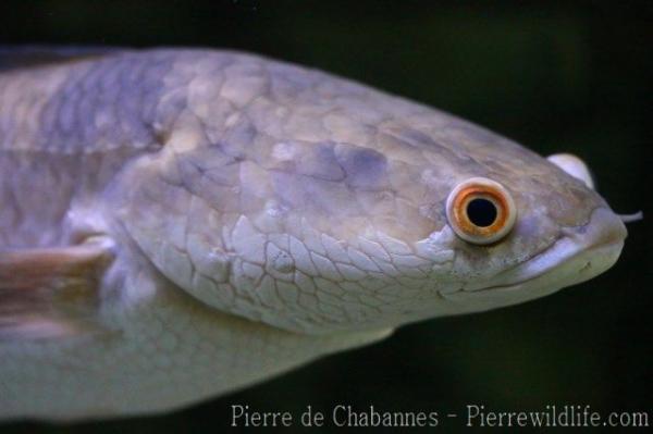 Emperor snakehead