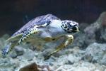 Pacific green sea-turtle