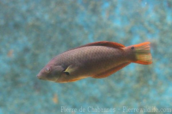 Orangefin wrasse