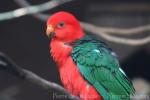 Australian king-parrot