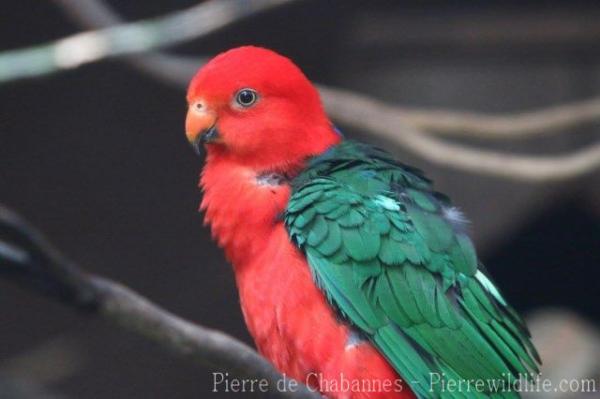 Australian king-parrot