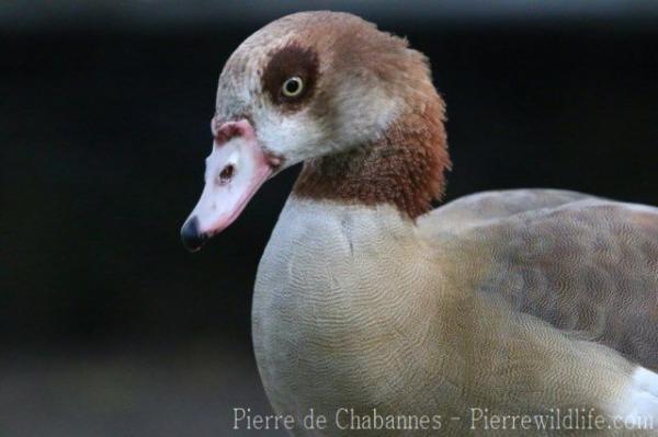 Egyptian goose