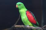 Red-winged parrot