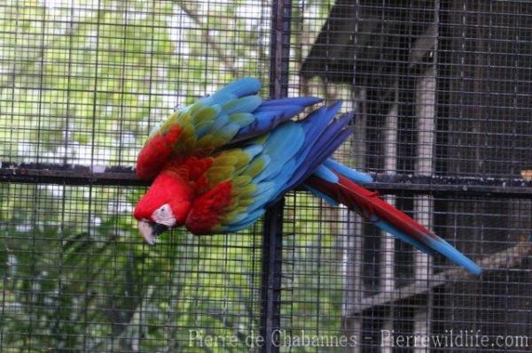 Green-winged macaw