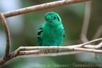 Green broadbill