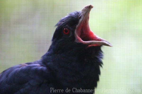 Western koel