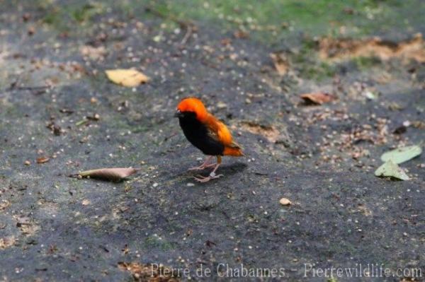 Zanzibar red bishop