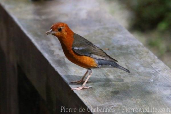 Orange-headed thrush