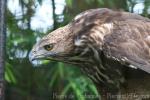 Changeable hawk-eagle