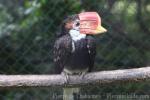 Helmeted hornbill