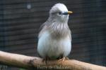 Chestnut-tailed starling