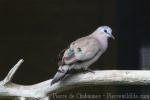 Emerald-spotted wood-dove