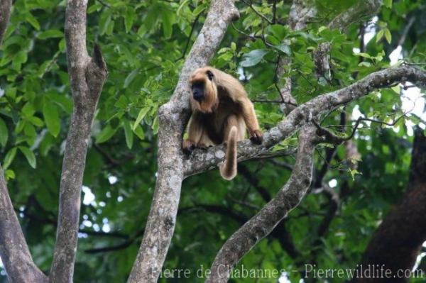 Paraguayan howler