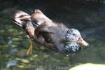 White-winged duck