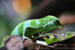 Fiji banded iguana