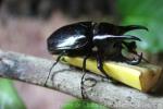 Caucasus beetle