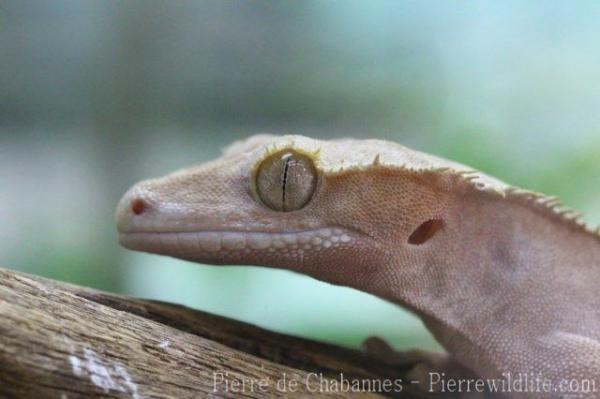 Crested gecko