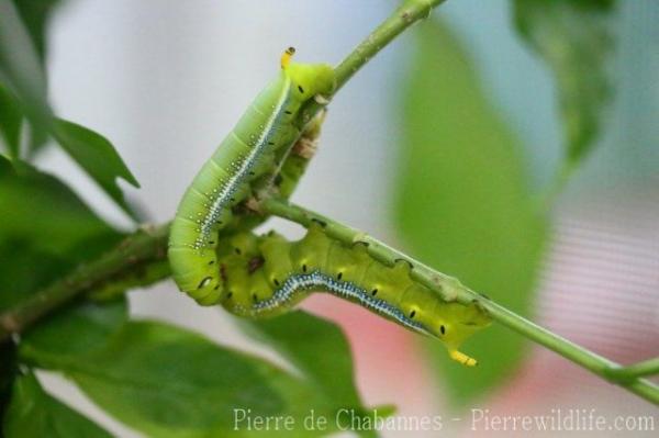 Oleander hawk-moth