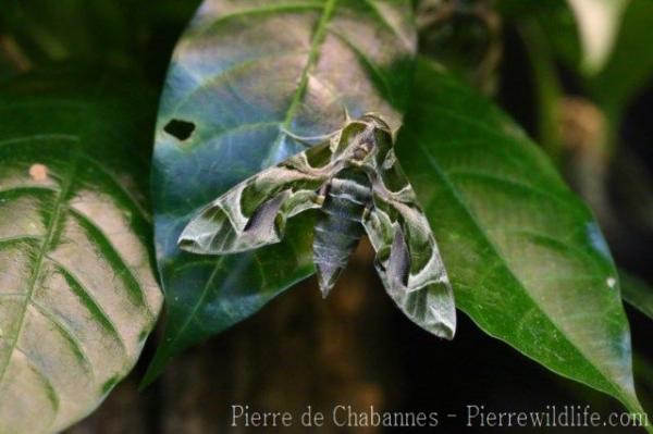 Oleander hawk-moth