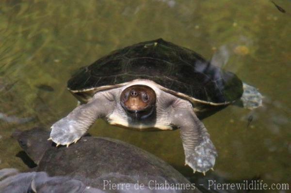 Giant Asian pond turtle