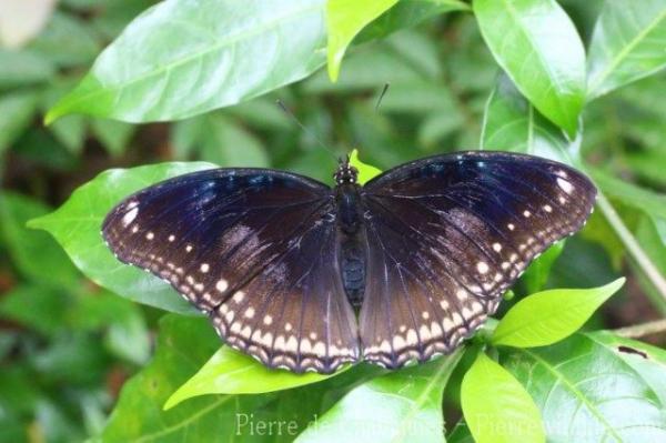 Great eggfly