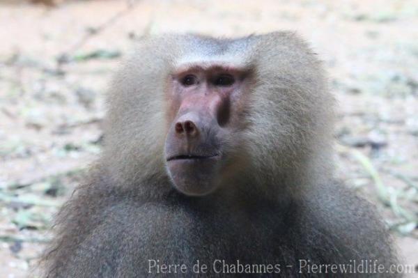 Hamadryas baboon