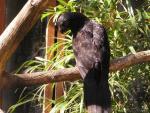 Black lory *