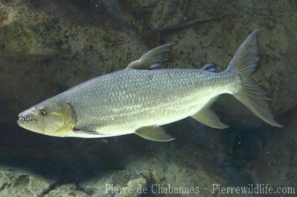 Giant tigerfish