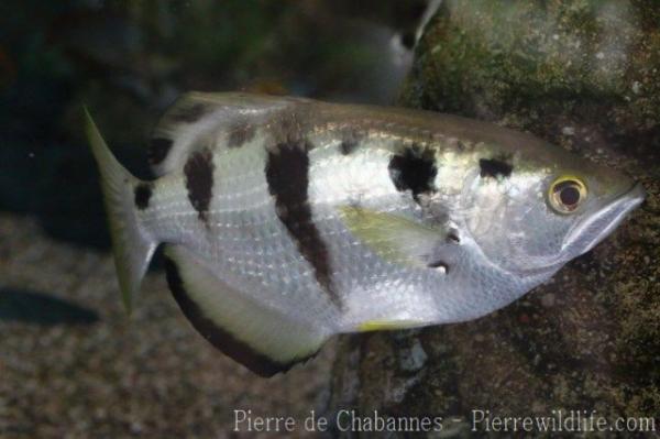 Seven-spot archerfish