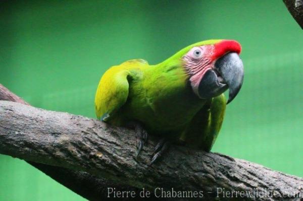 Great green macaw