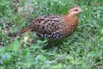 Mountain bamboo-partridge