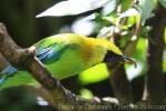 Blue-winged leafbird