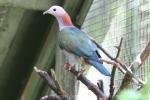 Green imperial-pigeon