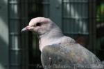 Pink-headed imperial-pigeon