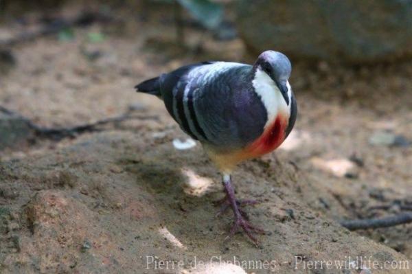 Luzon bleeding-heart