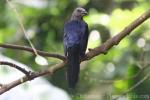 Red-winged starling