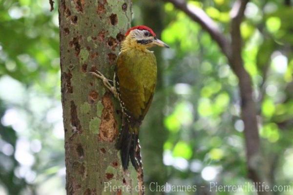 Laced woodpecker