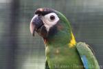 Yellow-collared macaw