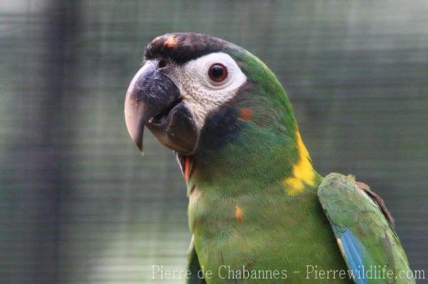 Yellow-collared macaw