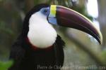 Red-billed toucan